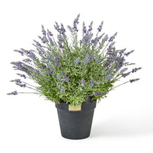 Load image into Gallery viewer, Lavender Urn Filler
