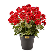 Load image into Gallery viewer, Red Geranium Urn Filler
