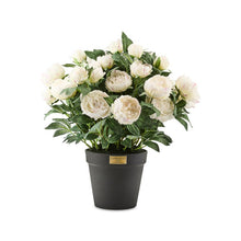 Load image into Gallery viewer, White Peony Urn Filler
